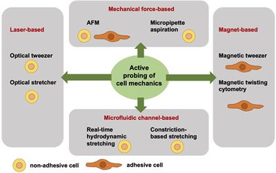 The Role of the Optical Stretcher Is Crucial in the Investigation of Cell Mechanics Regulating Cell Adhesion and Motility